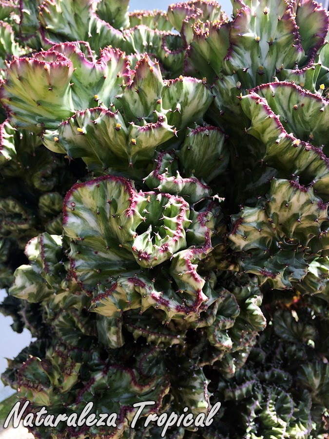 Variedad cristata del Cardón o Planta Candelabro, Euphorbia lactea cristata