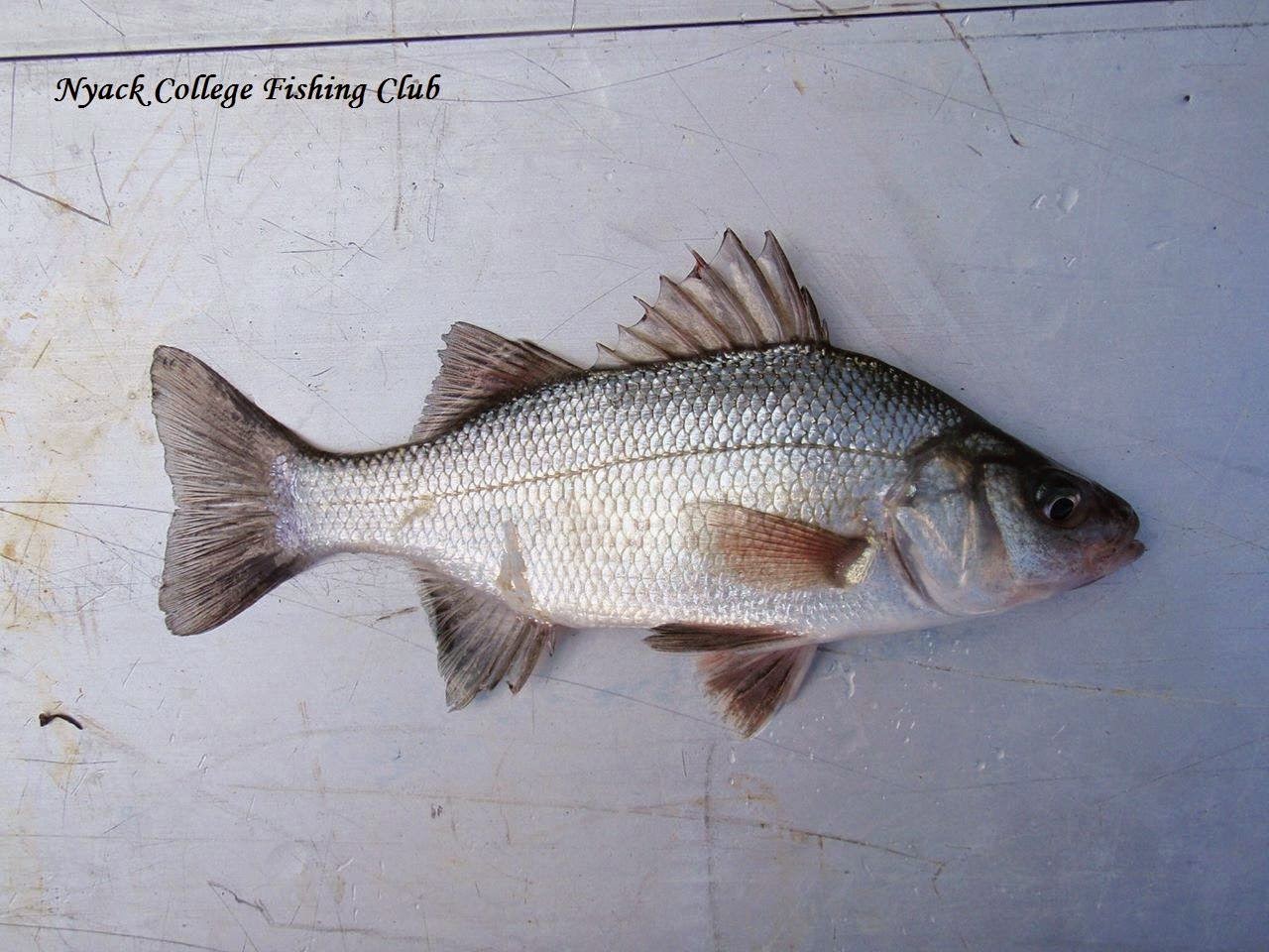 FISHING BLOG FISHING LOCALES Piermont Pier (Piermont, NY)