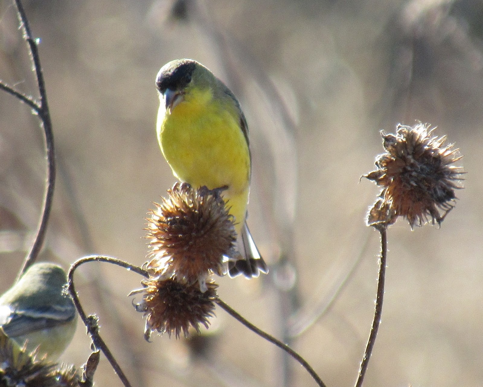 Lesser Goldfinches