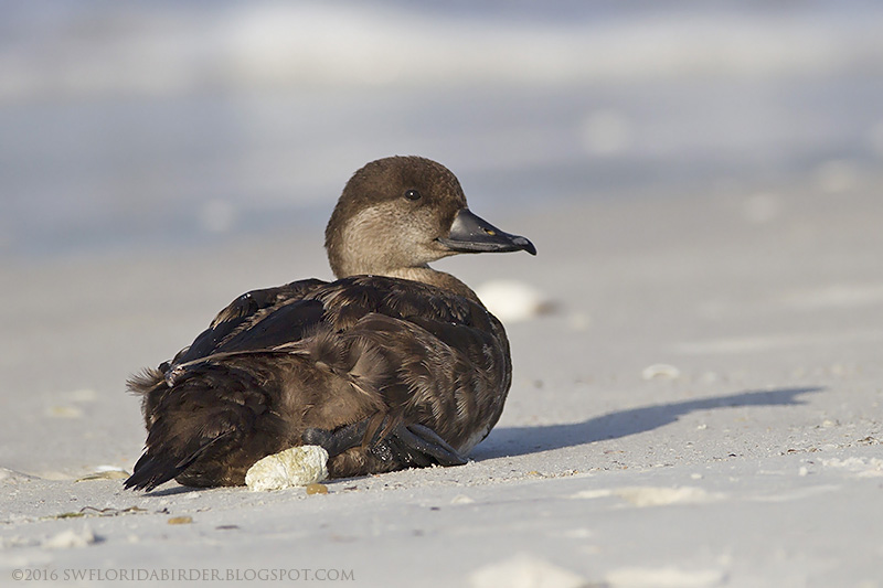 Little Estero Lagoon Spring Nesting Focusing on Wildlife