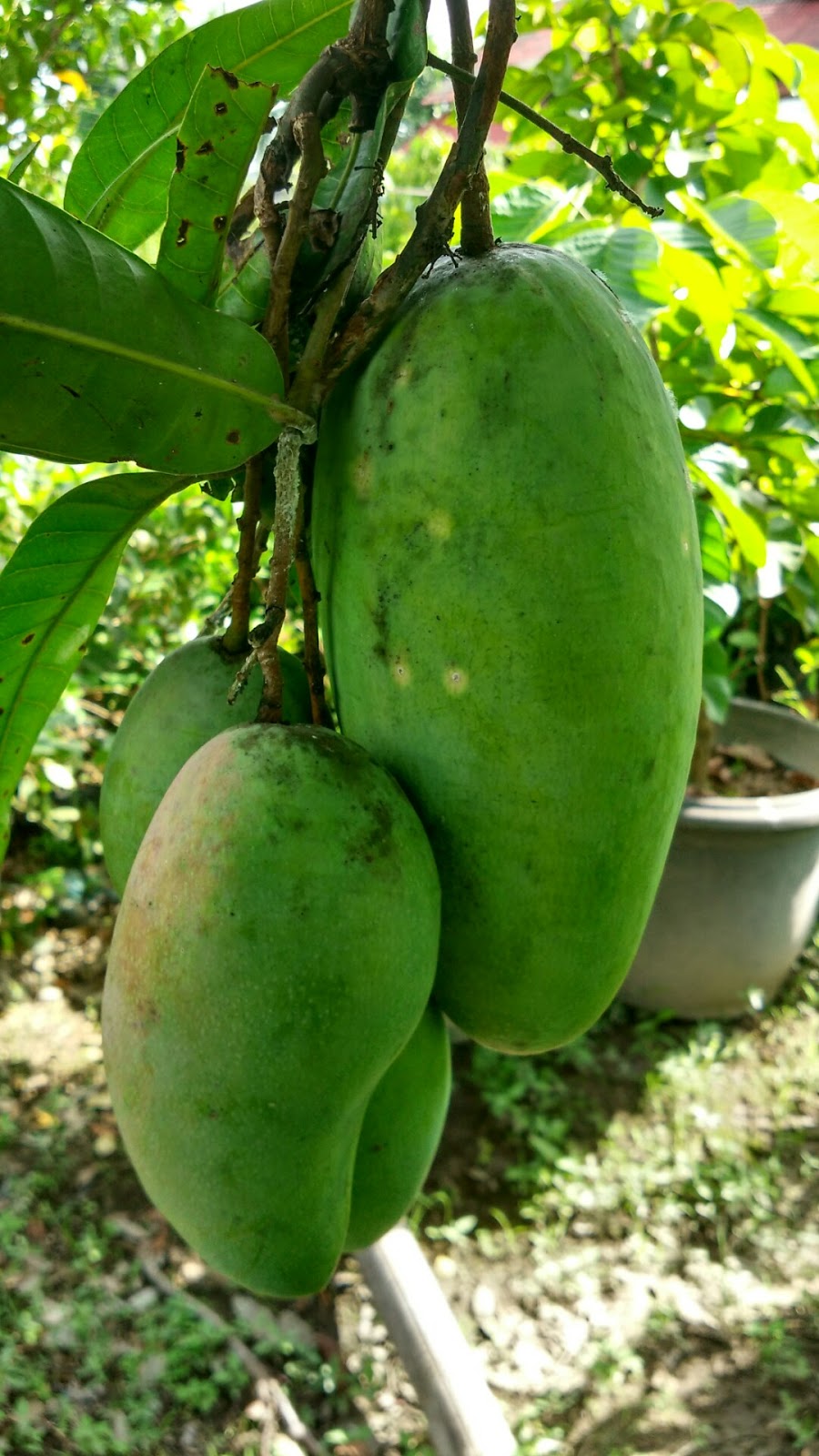 dhelta jual bibit buah mangga kio dhelta jual bibit buah mangga kio