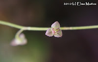 Stelis sp