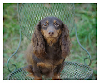 Retired Parents Reevesdachs Miniature Dachshunds