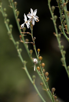 Asphodelus fistulosus