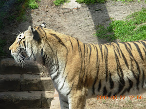 Disney animal kingdom florida