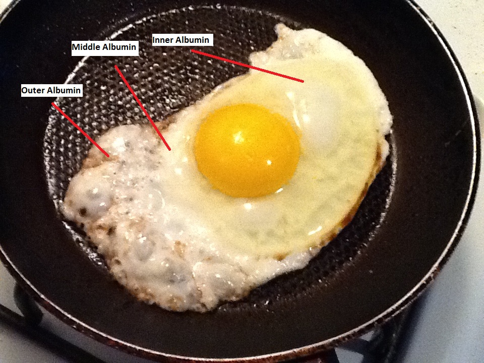 Albumen Egg Albumen Egg