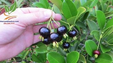Cây cherry Brazil trồng chậu dễ trồng tại nhà 53708083_130722394652246_4859285827865280512_n%2B-%2BCopy
