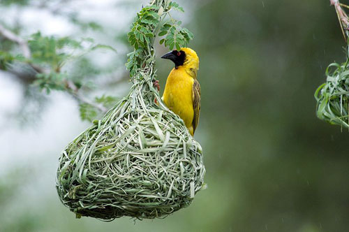 hechos de aves parásitas