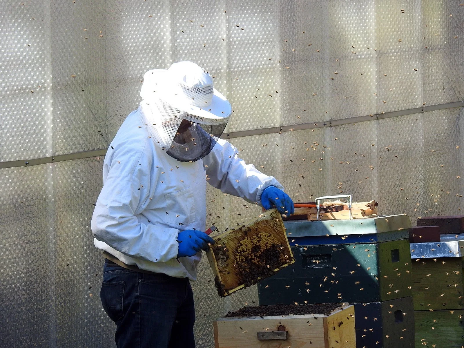 蜜蜂の巣を持ち上げて確認している養蜂家と飛び交う数多くの蜜蜂