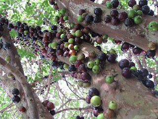 manfaat-anggur-batang-jaboticaba,www.healthnote25.com