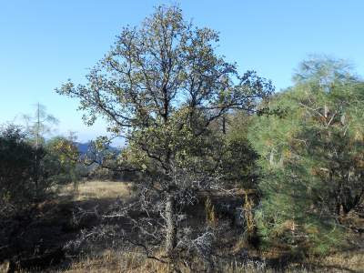 tree, Mt Diablo trails, hiking, nature