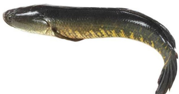 Tafsir Arti Mimpi Ikan Gabus Besar, Banyak Dan Mati - Dunia Kedutan