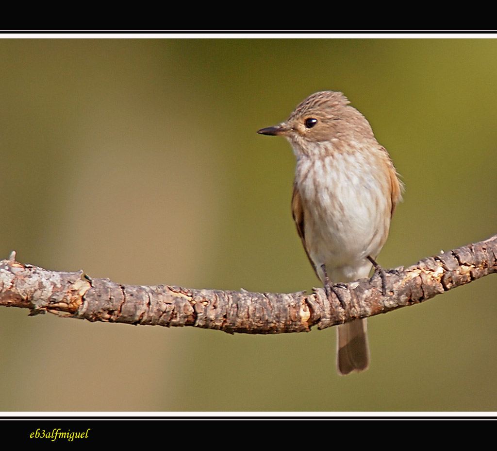 Miguel fotografia: Papamoscas Gris (Muscicapa striata)