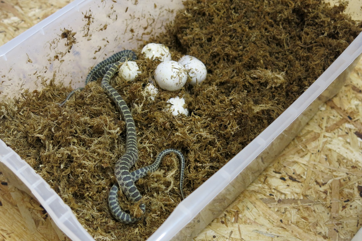 Schlangenhaltung: Artenbeschreibungen Europa: Die Hufeisennatter