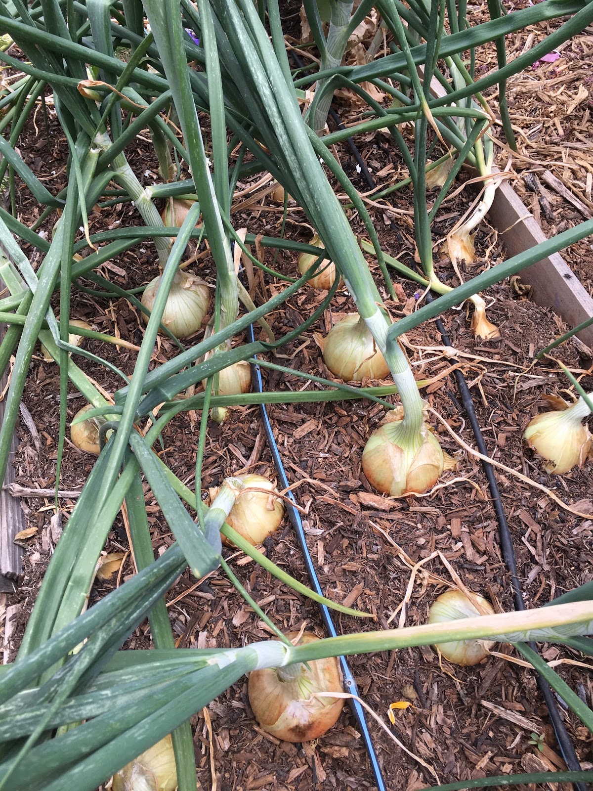 How to grow the perfect onion in the AZ low Desert (or so we hope!)