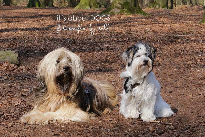 Kalenderwoche 14: Lieblingsschnappschuss der Woche - ABOUT DOGS AND ...