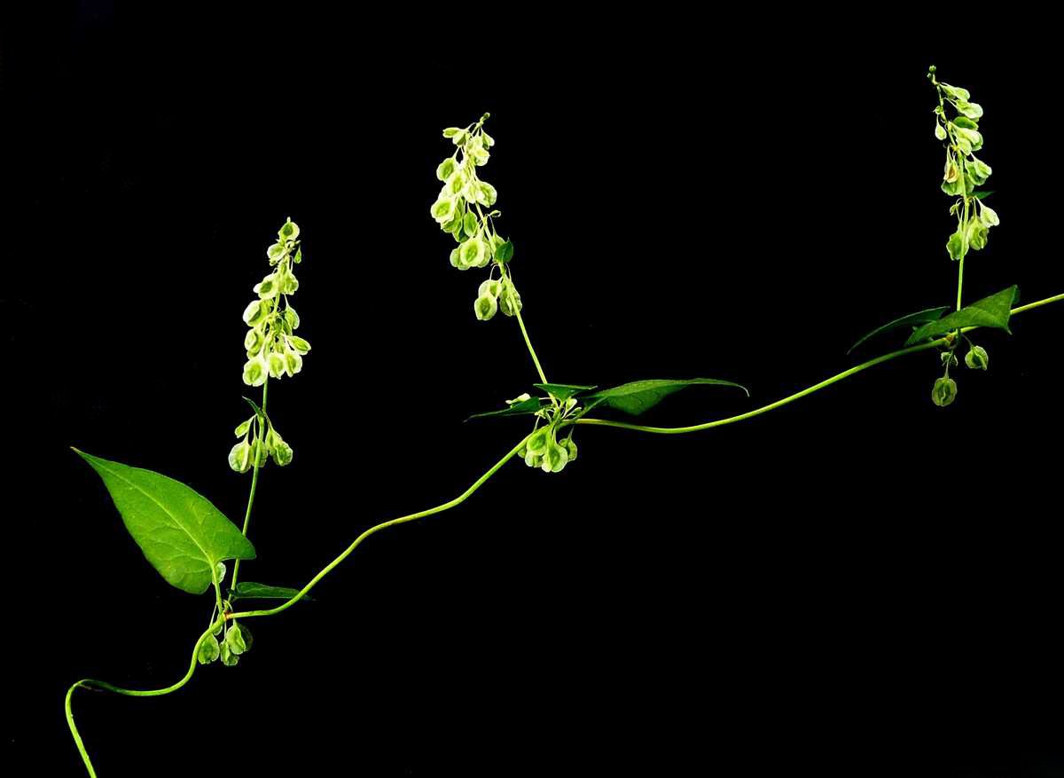 r o b i n 's y a r d: Fallopia convolvulus (Polygonum convolvulus)