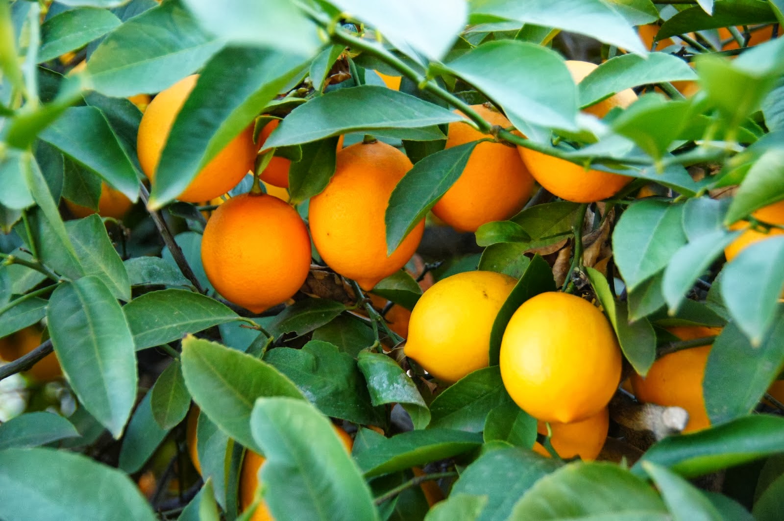 Reforestation and the Medicinal Uses of Trees -Liliana Usvat Research ...