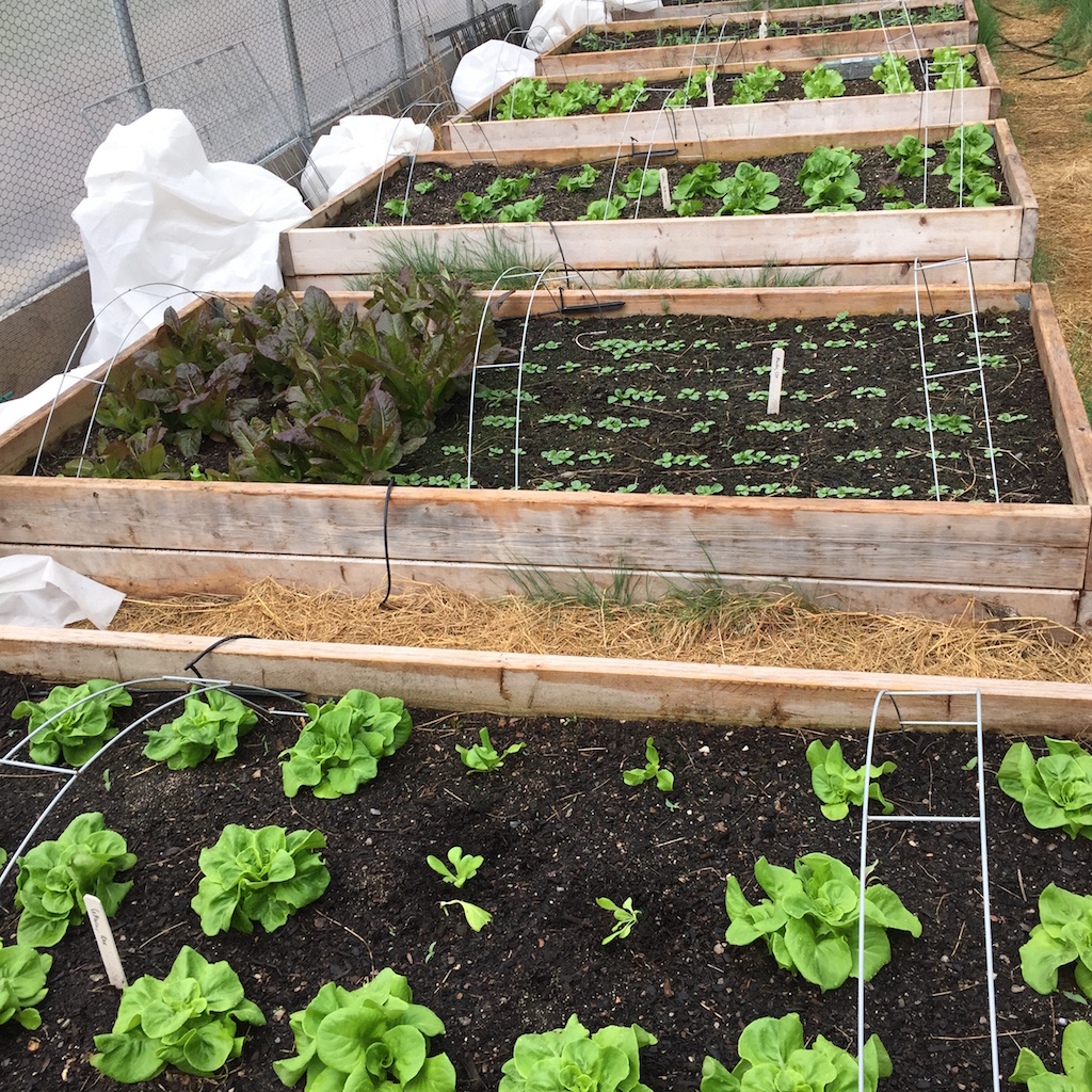 Dispatch from the Digital Health Frontier Unity Farm Journal Fourth