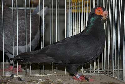 black pigeons