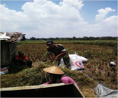 BABINSA DAMPINGI PETANI PANEN PADI BABINSA DAMPINGI PETANI PANEN PADI