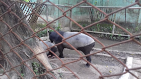 tapir taman rimba