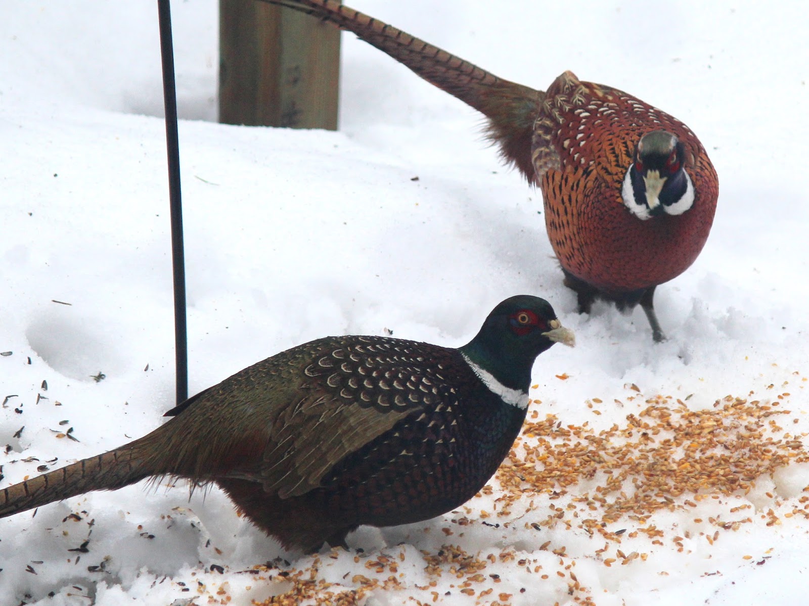 Dispatches from Can of Duck Melanistic Pheasants