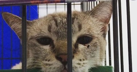 Honey Vets Kenapa Mulut Kucing Berbuih