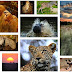 National Parks & Wildlife Sanctuaries of Gujarat