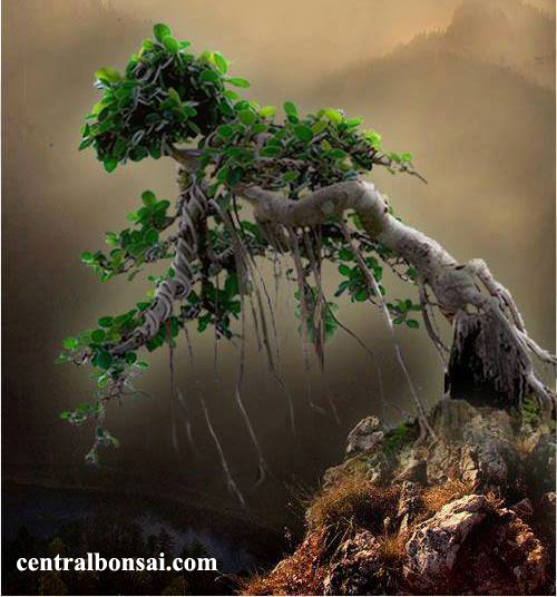 Melestarikan Alam Dengan Tanaman Bonsai