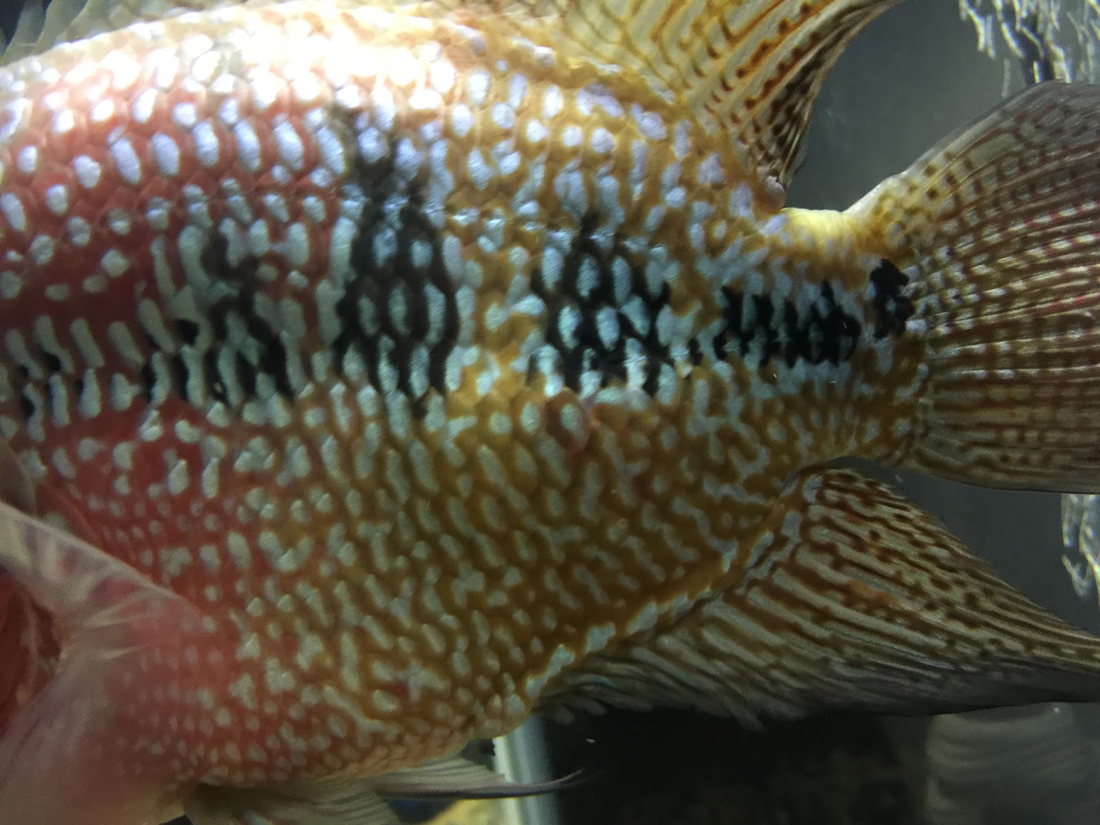 FlowerHorn Tips