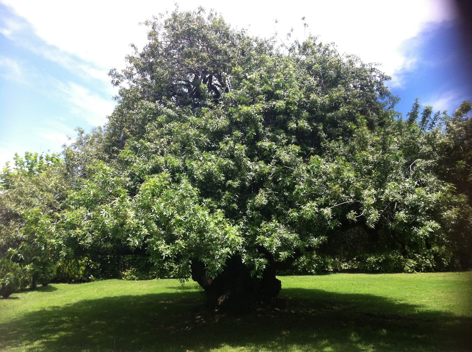 Abbey of the Roses, Warwick, Queensland Laws of the Kitchen