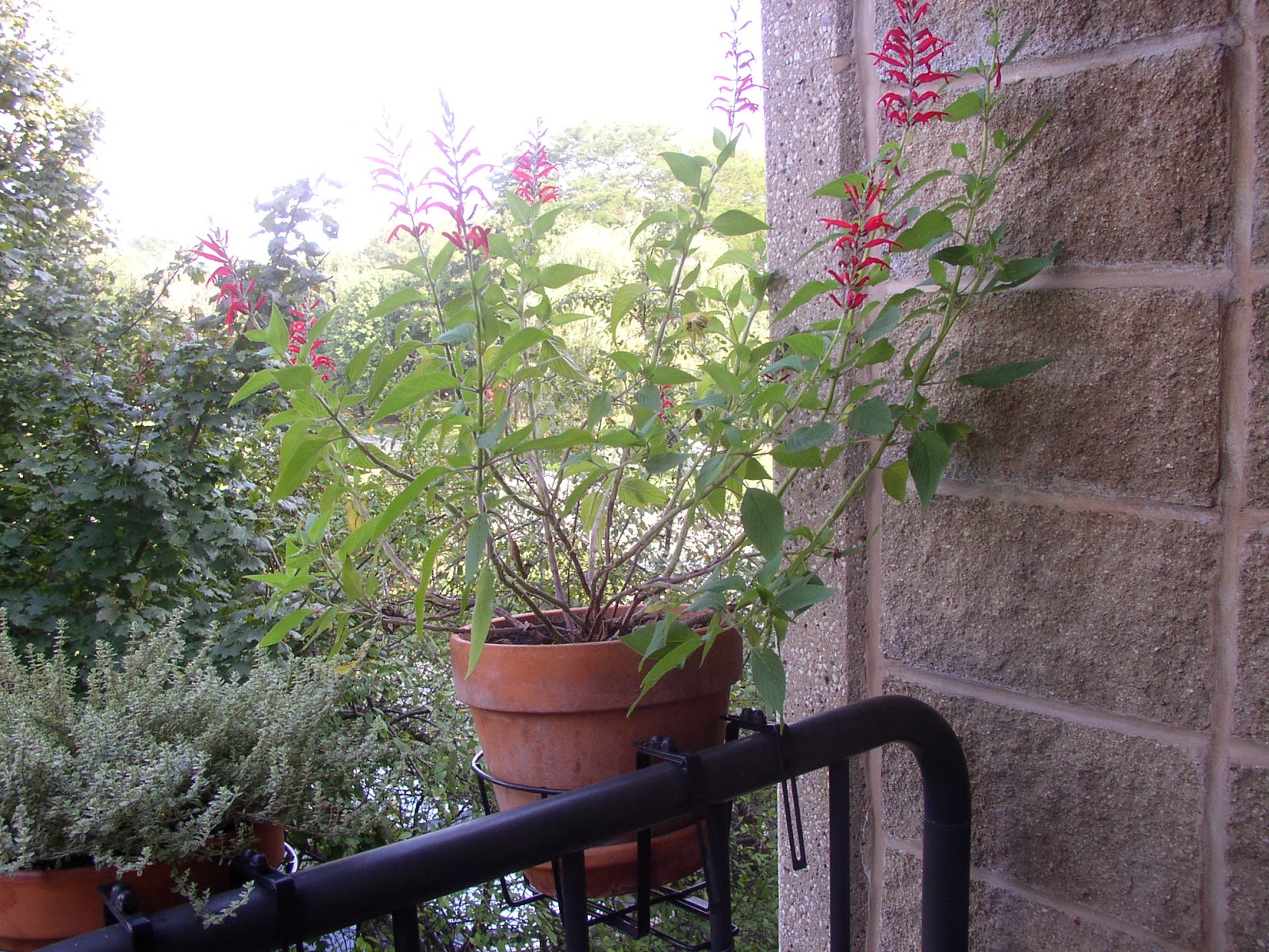 Backyard Patch Herbal Blog Herb of the Week Pineapple Sage (2)