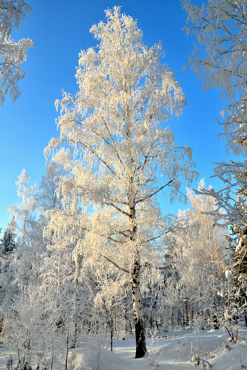 Береза в снегу. Красота зимы. Зимняя береза. Как выглядит зимние. Зимние деревья.
