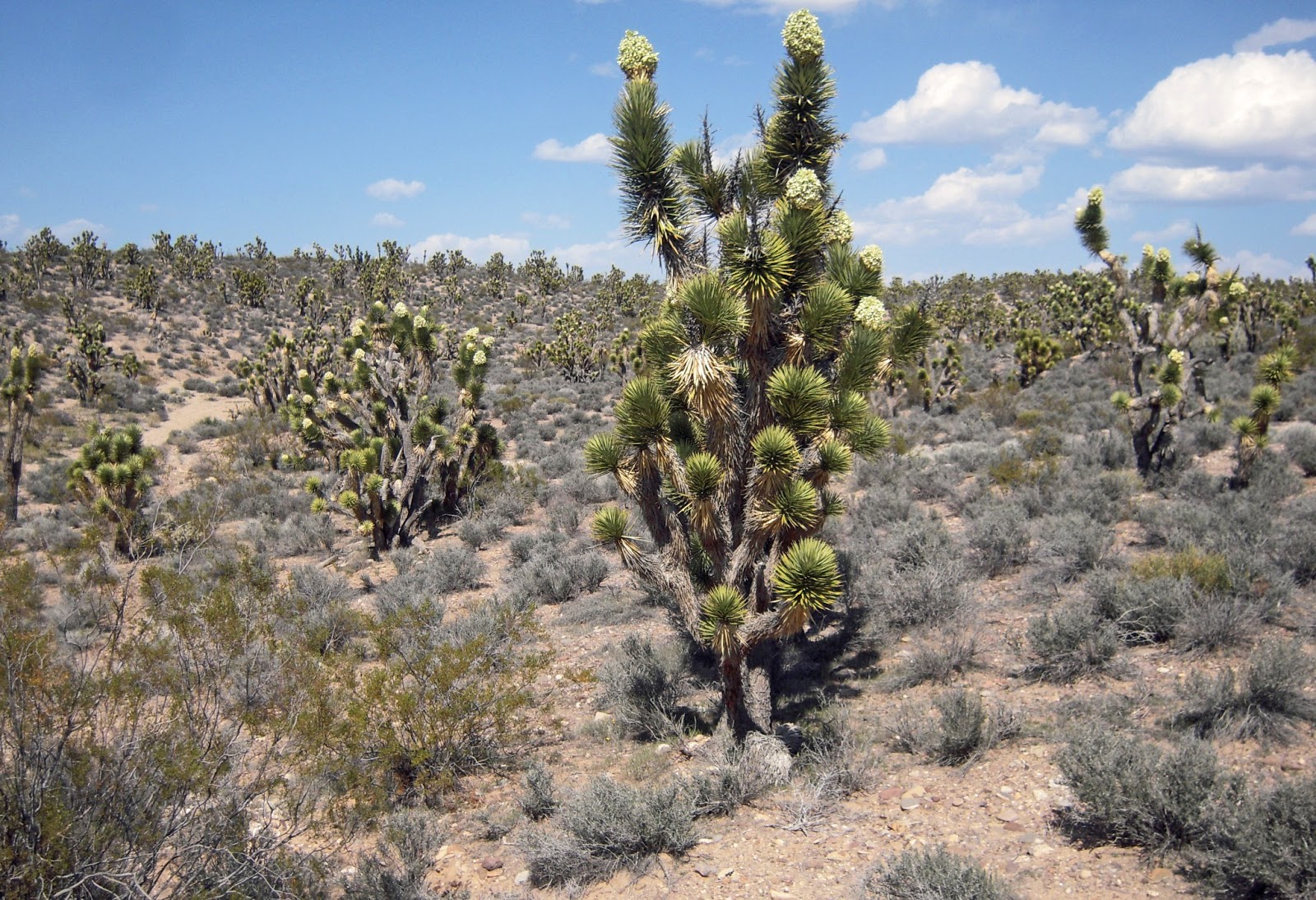 Offroading Home Rare Joshua Tree Bloom In Full Swing