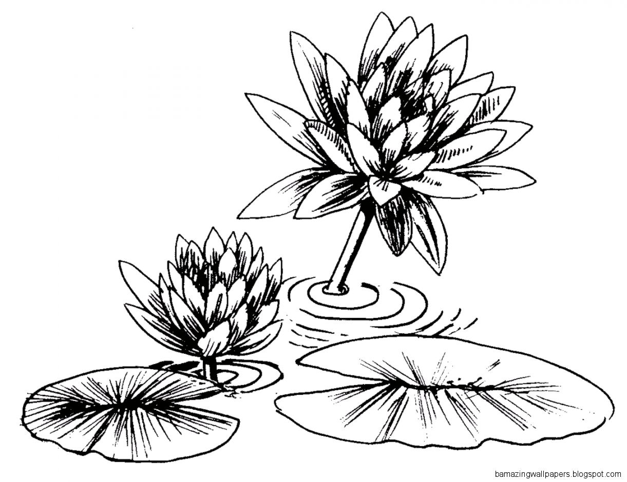 Frog Lily Pad Coloring Pages     27173