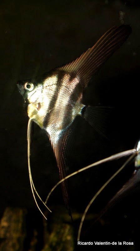 Ricardo's Blog, : The baby angelfish, are growing well, they eat like ...
