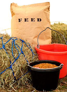 how-to-feed-horses.jpg