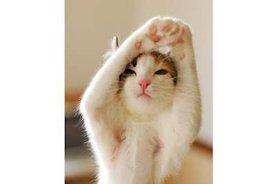 What is Cat Yoga?