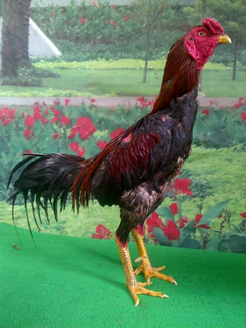 92 Gambar Ayam Petarung Terbaik 92 Gambar Ayam Petarung Terbaik