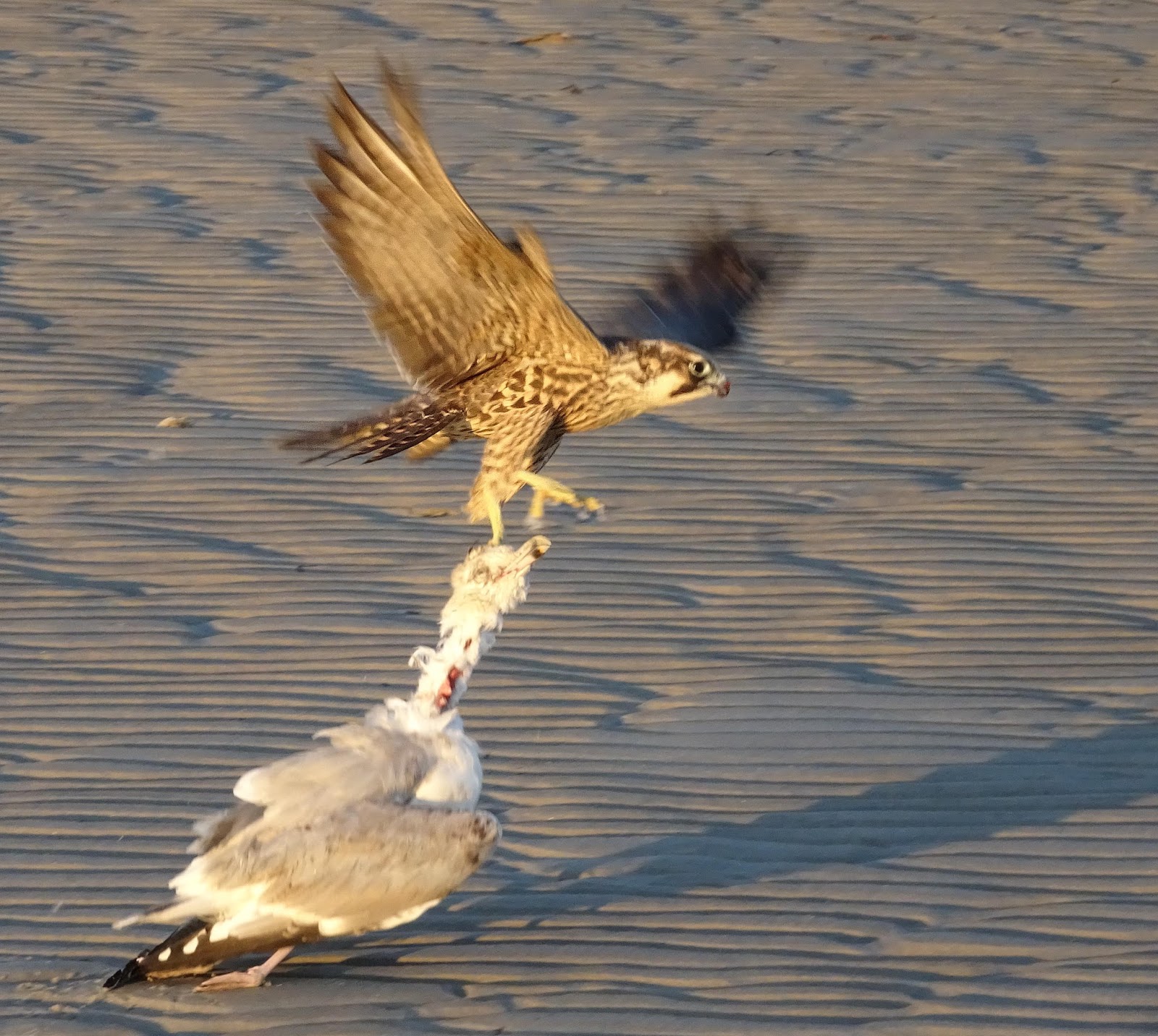 Joe's Retirement Blog Dinnertime For A Peregrine Falcon, Long Beach