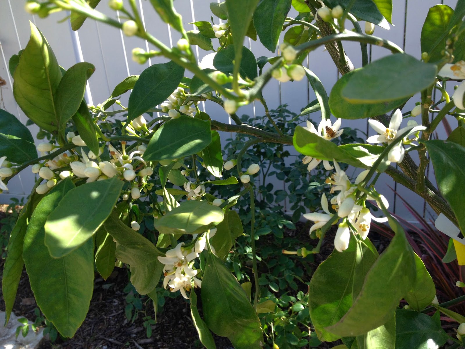 When Do Satsuma Trees Produce Fruit / Forum Fruit Trees Introduced
