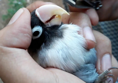 Cara Mengatasi Paruh Gajah Pada Lovebird BirdElite