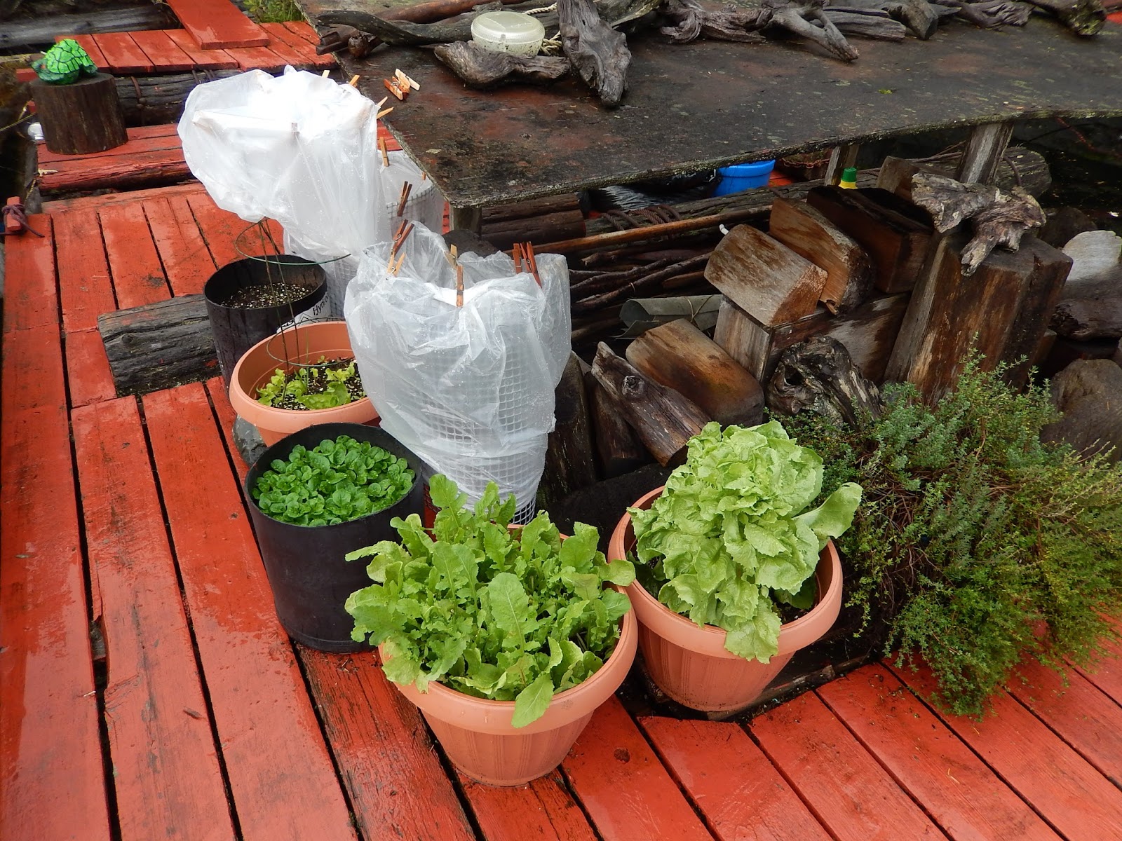 Powell River Books Blog Undercover Gardening