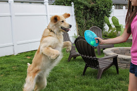 kong jumbler football