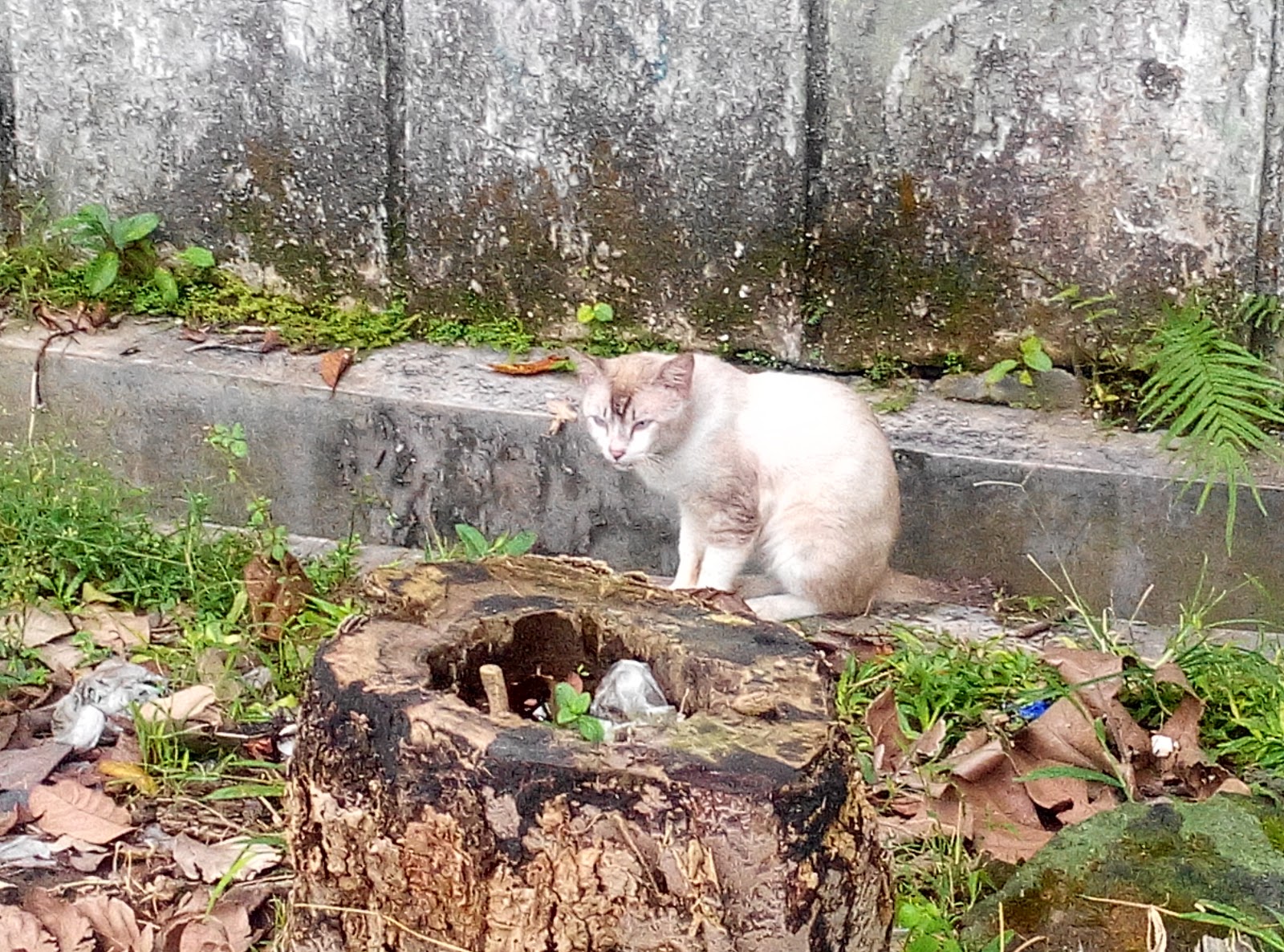 Foto Kucing Kucing Putih Ini Kasihan Mukanya Sedih Banget