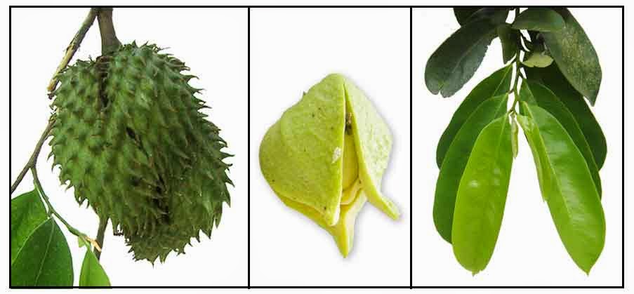 Natural Products That Target Cancer Stem Cells In Breast Cancer Natural Products That Target Cancer Stem Cells In Breast Cancer