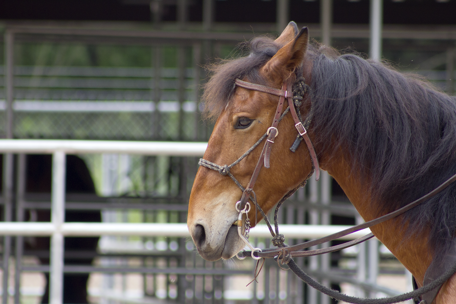 Fulltime Adventure Border Patrol Horse Patrol