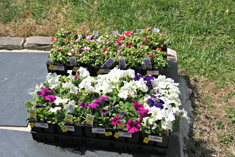 Gardening in the Heart of Virginia Planting Annuals in April