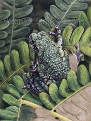 Frog and ferns Painting in progress by wildlife artist Colette Theriault